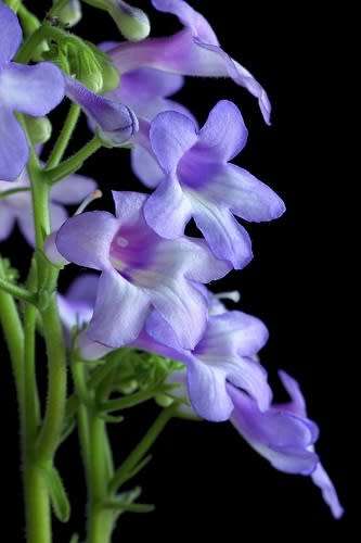Streptocarpus Cooperi - 10 Streptocarpus seeds