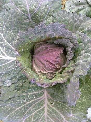Cabbage Seeds Savoy San Michele - 100 Heirloom Cabbage Seeds