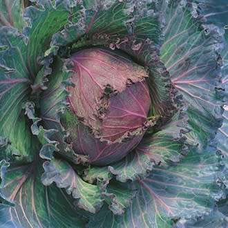 Cabbage Seeds Savoy San Michele - 100 Heirloom Cabbage Seeds