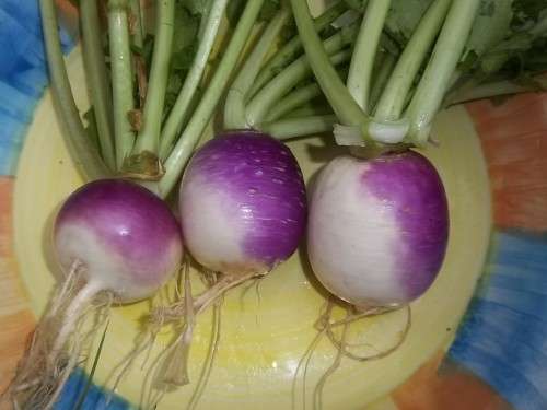 Turnip Purple Top - 300 Turnip Seeds