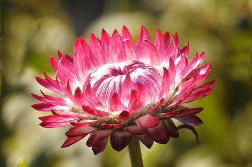 Helichrysum Swiss Giants Mix - 250 Helichrysum Seeds