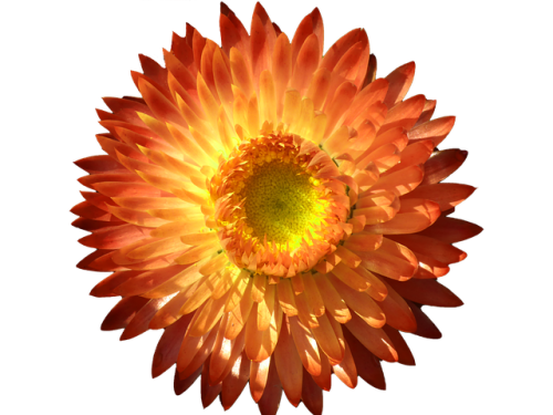 Helichrysum Swiss Giants Mix - 250 Helichrysum Seeds