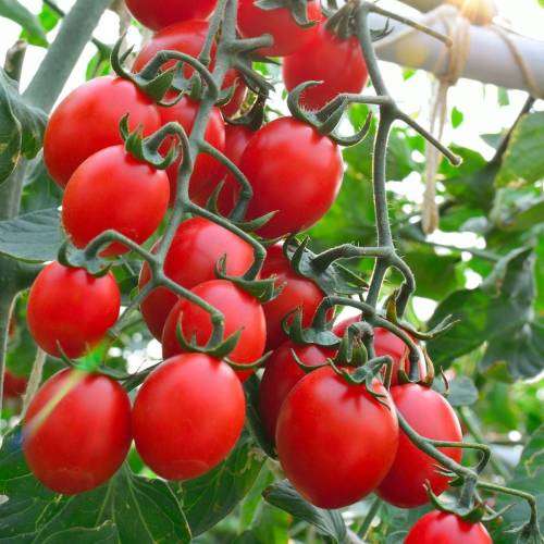Tomato Seeds Principe Borghese 20 Tomato Seeds