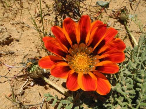 Gazania seeds Krebsiana - 10 Gazania seeds