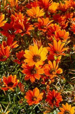 Gazania seeds Krebsiana - 10 Gazania seeds