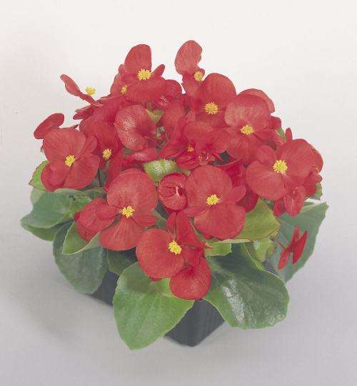 Begonia Seeds Sprint Plus Red - 50 Begonia Seeds