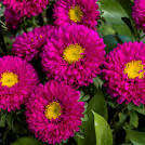 Aster Seeds Matsumoto Rose - 50 Aster Seeds