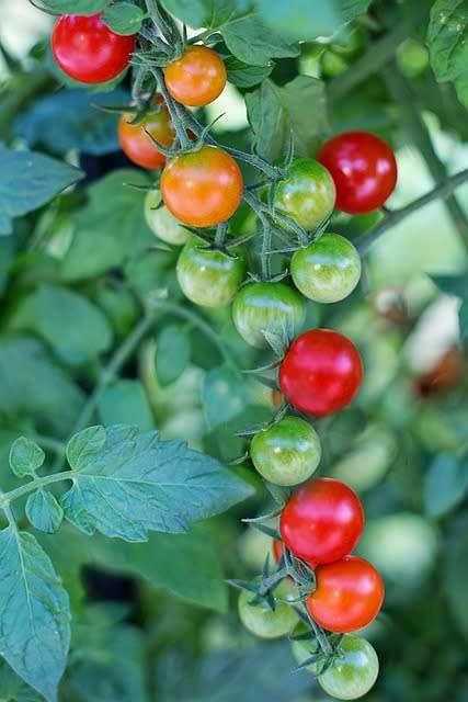 Tomato Seeds Bite Size - 25 Cherry Tomato Seeds