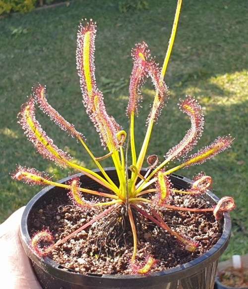 Drosera Capensiss Seeds Carnivorous Plant - 10 Seeds