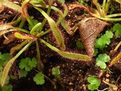 Drosera Capensiss Seeds Carnivorous Plant - 10 Seeds
