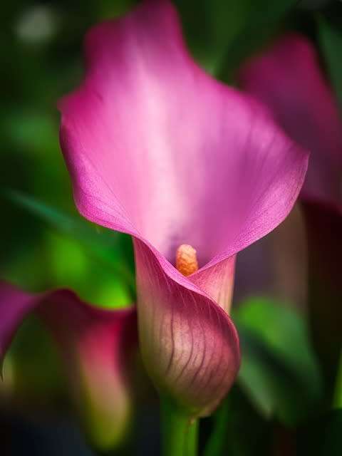 Arum Lily Marshmallow Pink - 5 Zantedeschia aethiopica Seeds