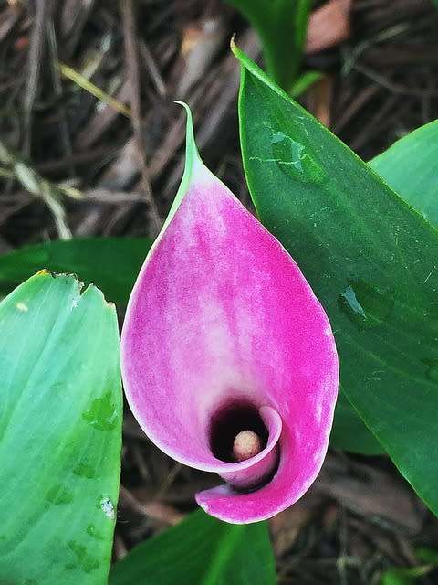 Arum Lily Marshmallow Pink - 5 Zantedeschia aethiopica Seeds