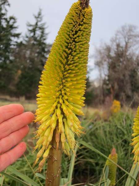 Kniphofia Seeds Brucaea - 10 Kniphofia seeds