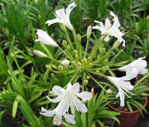 Agapanthus seeds Nana White-10 Agapanthus seeds