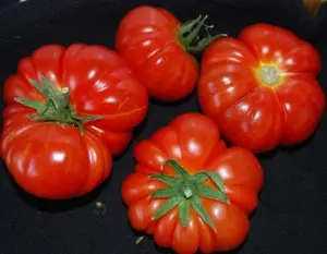 Tomato Seeds Pantano - 20 Italian Heirloom Tomato Seeds