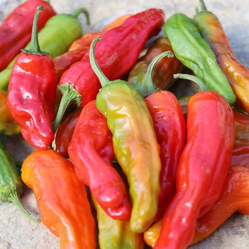 Shishito  Pepper Seeds-10 pepper seeds