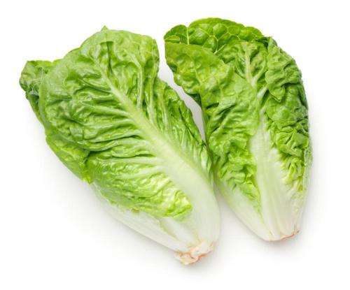Lettuce Seeds 200 seeds - Paris White Cos lettuce