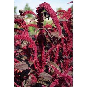 Red Marog Seeds Amaranth - 1 gram Marog Seeds