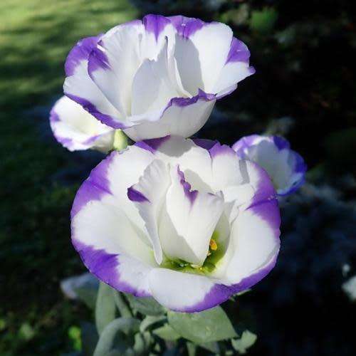Lisianthus Seeds ABC Blue Rim - 10 Lisianthus Seeds