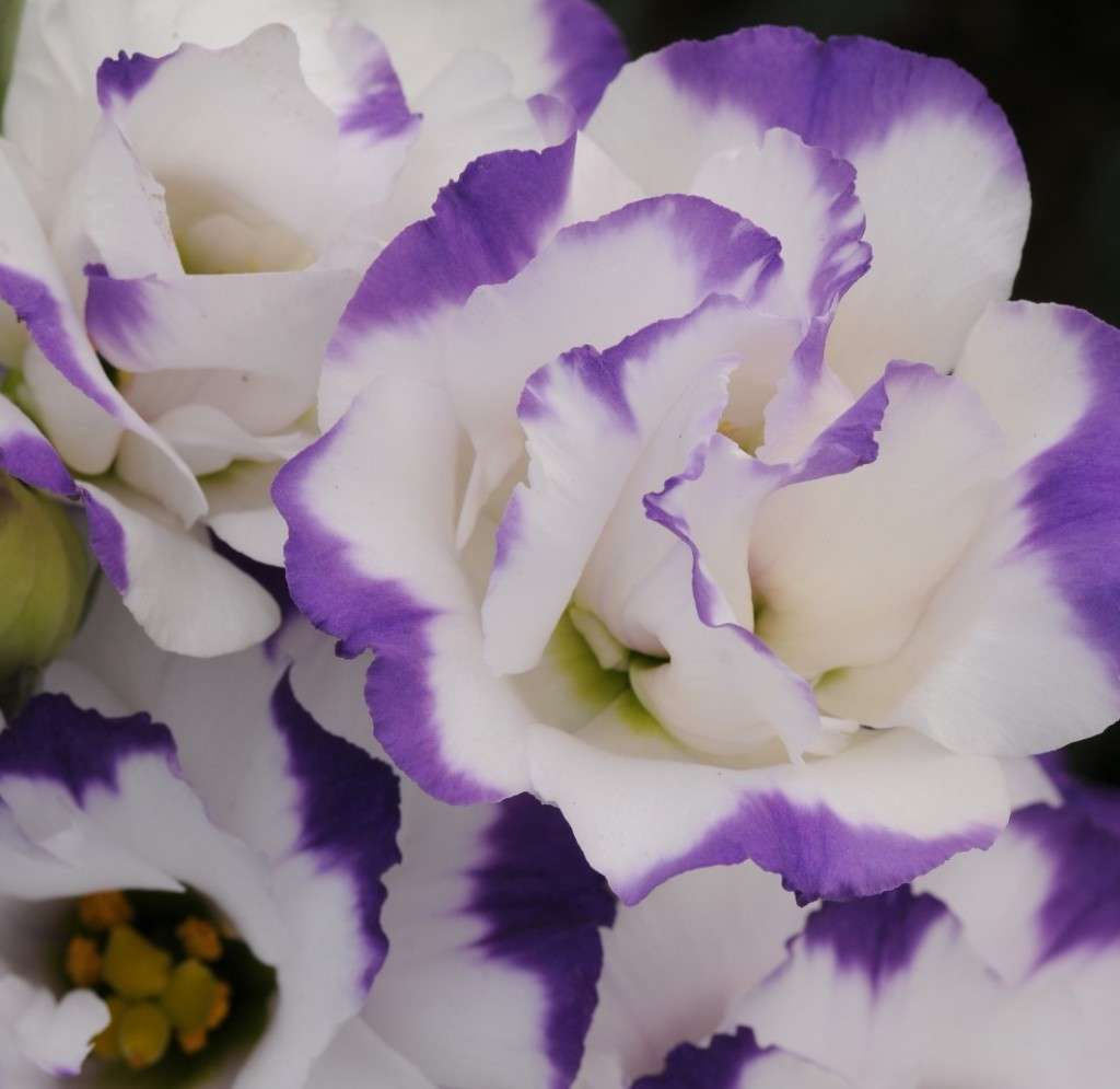 Lisianthus Seeds ABC Blue Rim - 10 Lisianthus Seeds