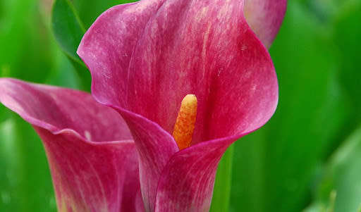 Arum Lily Seeds rehmannii - 5 Arum Lily seeds