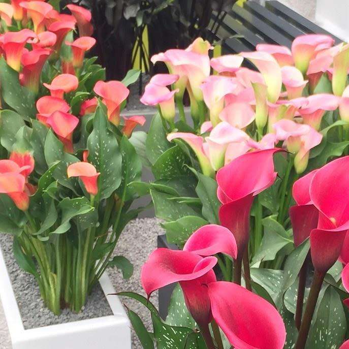 Arum Lily Seeds rehmannii - 5 Arum Lily seeds