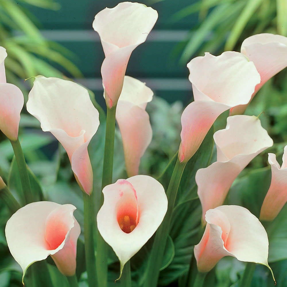 Arum Lily Seeds Pink - 5 Zantedeschia Seeds