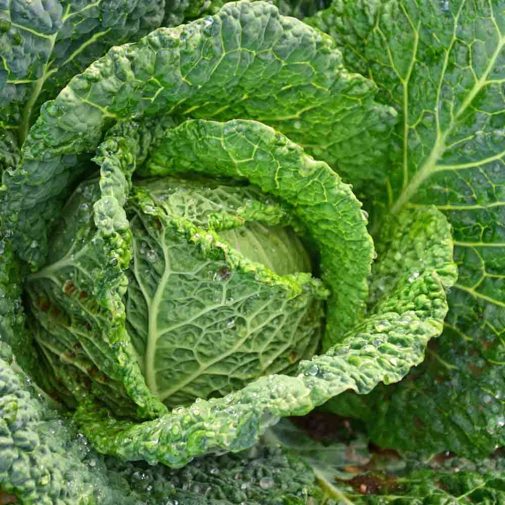 Cabbage Seeds Savoy Perfection - 200 Cabbage Seeds