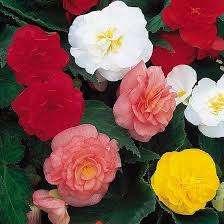 Begonia Seeds Nonstop Mix - 10 Begonia Seeds