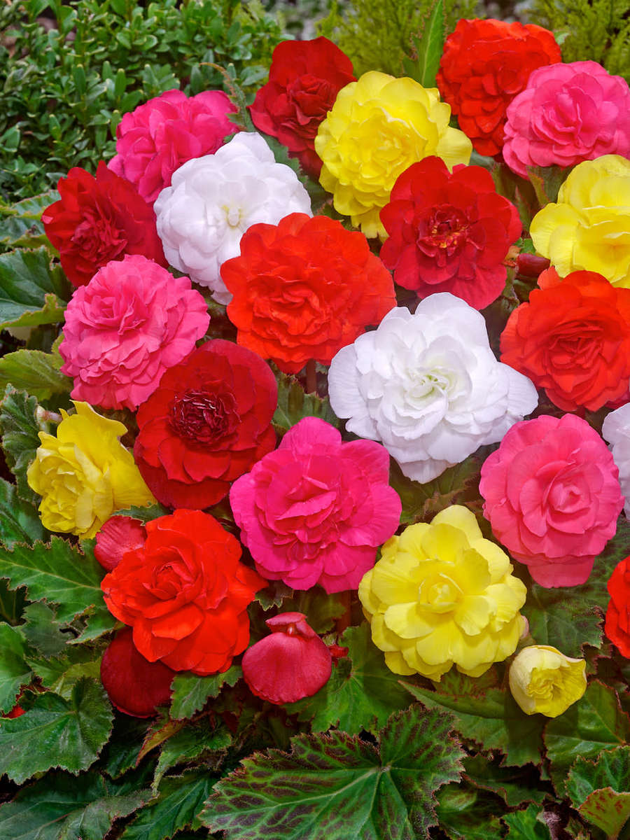 Begonia Seeds Nonstop Mix - 10 Begonia Seeds