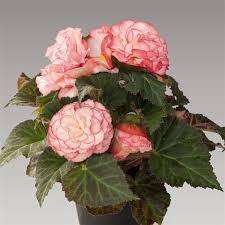 Begonia Seeds Nonstop Rose Petticoat - 10 Begonia Seeds