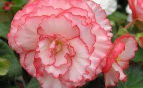 Begonia Seeds Nonstop Rose Petticoat - 10 Begonia Seeds