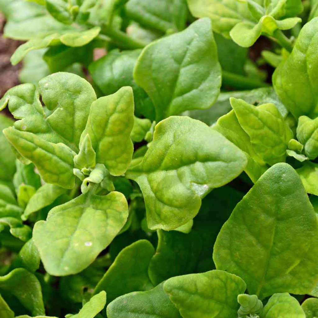 Spinach Seeds New Zealand Spinach 25 Spinach seeds