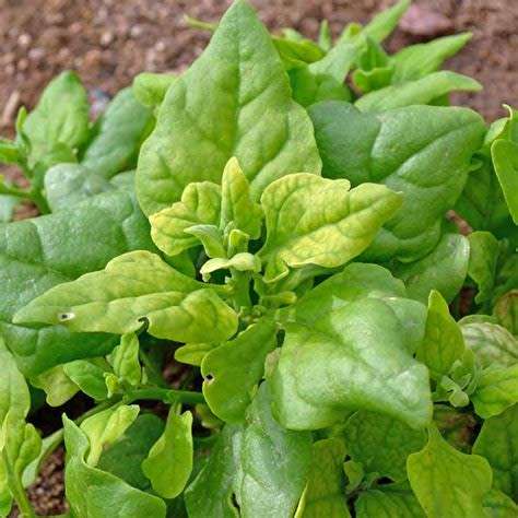 Spinach Seeds New Zealand Spinach 25 Spinach seeds