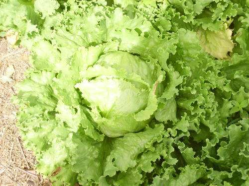 LETTUCE "COMMANDER" SUMMER VARIETY - 100 LETTUCE SEEDS