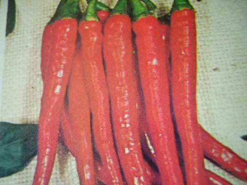 Capsicum - Chilli Seeds  *** RAJAH*** (50) Vegetable Seeds