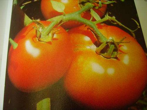 TOMATOES 50 VEGETABLE SEEDS
