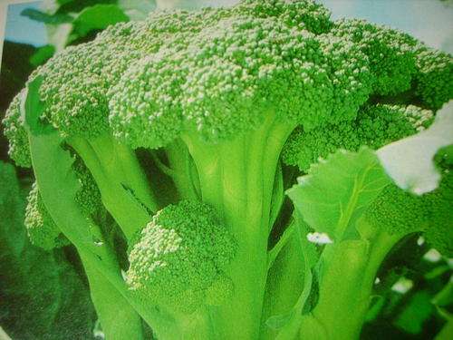 BROCCOLI    50 VEGETABLE SEEDS