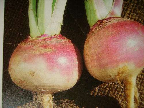 TURNIP PURPLE TOP (300) TURNIP SEEDS