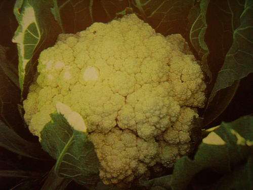 CAULIFLOWER 50 VEGETABLE SEEDS