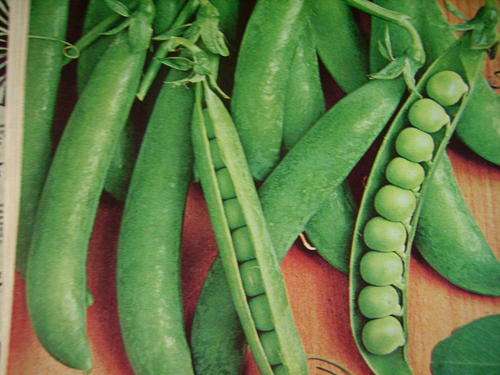 PEA - "GREENFEAST" 50 PEA SEEDS