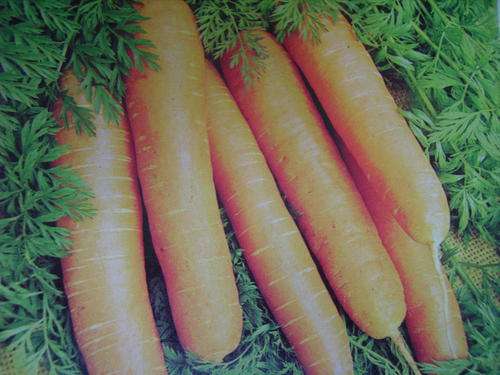 CARROTS "CHANTENAY KAROO"  700 + Seeds