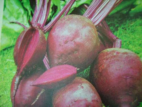 BEETROOT SEEDS DETROIT DARK RED 100 Seeds