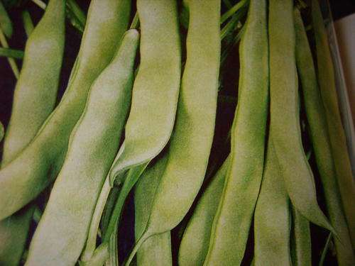 BUSH BEANS  VEGETABLE (30) SEEDS