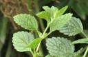LEMON BALM HERB 1000 SEEDS