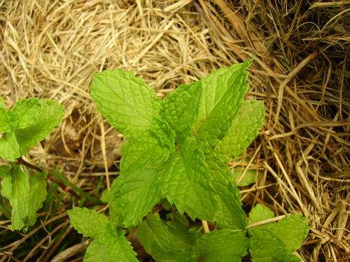 SPEARMINT - MENTHA SPICATA 200 SPEARMINT SEEDS