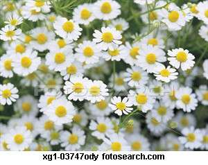 CHAMOMILE (500) SEEDS