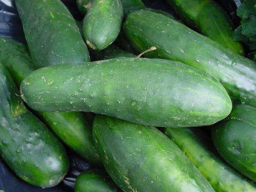 CUCUMBER SEEDS - RUST RESISTANT 20 CUCUMBER SEEDS