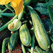 Zucchini -Baby Marrow Caserta - 25 Zucchini Seeds