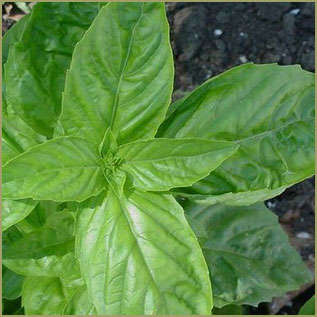 BASIL SEEDS SWEET LARGE LEAF - 100 BASIL SEEDS